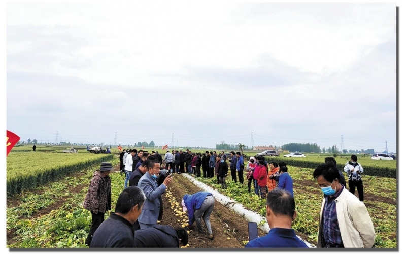 長磊公司種薯用戶在各地大田種植效果