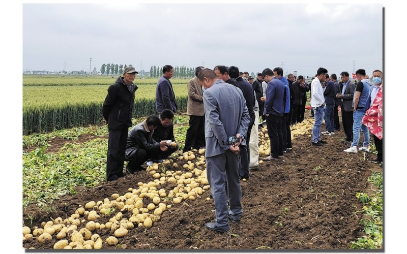 長磊公司種薯用戶在各地大田種植效果