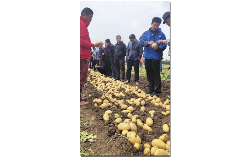 長磊公司種薯用戶在各地大田種植效果